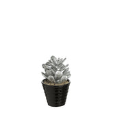 Succulente Crassula glitter in vaso